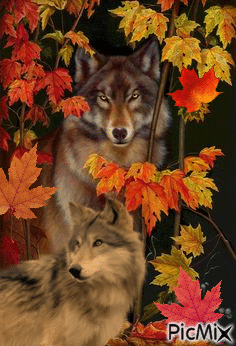 Lobos en otoño - GIF animasi gratis