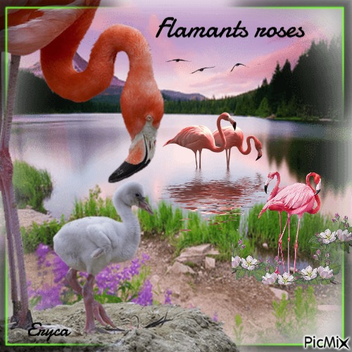 Flamants roses - png ฟรี