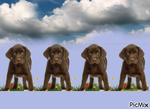 Dogs - Darmowy animowany GIF