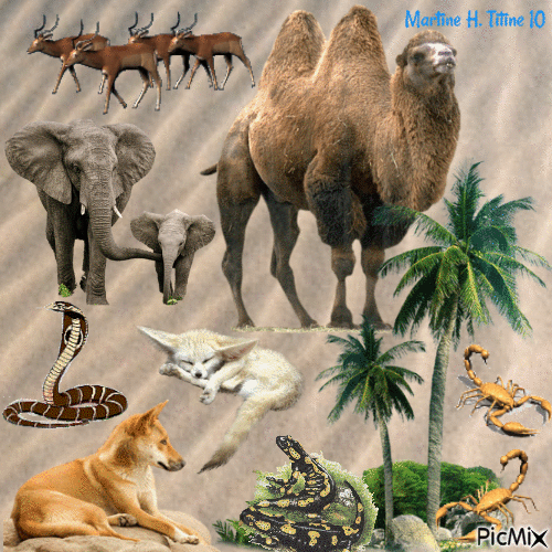 les animaux du désert - Gratis animeret GIF