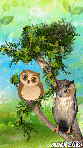 owl - Animovaný GIF zadarmo