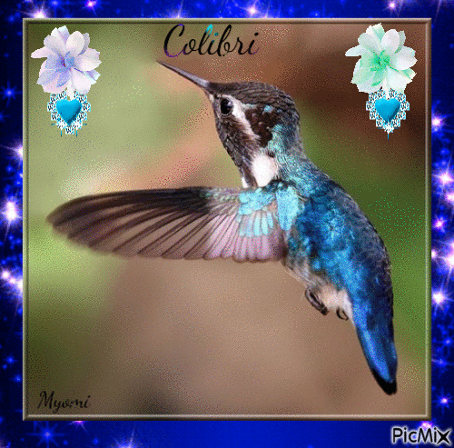Colibri d'héléna - Animovaný GIF zadarmo