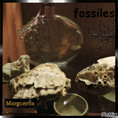 fossiles - Gratis animerad GIF