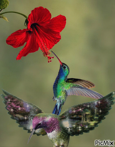 Dos colibrís - GIF animé gratuit