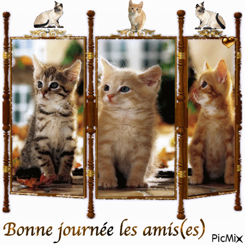 amitié des trois chatons - Zdarma animovaný GIF