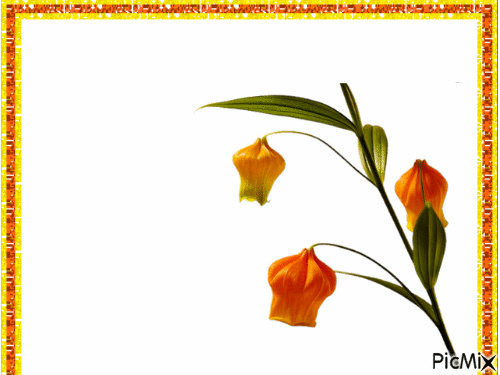 flores - Kostenlose animierte GIFs