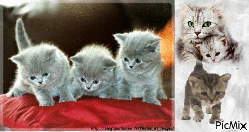chaton gris - GIF animé gratuit