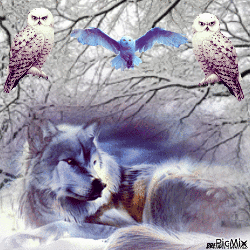 owl and wolf - Nemokamas animacinis gif
