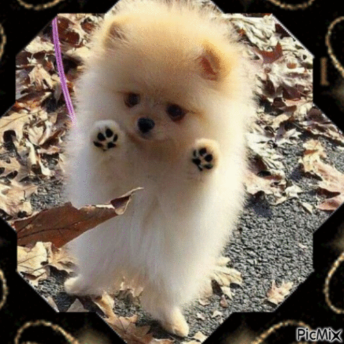 Chien - Free animated GIF