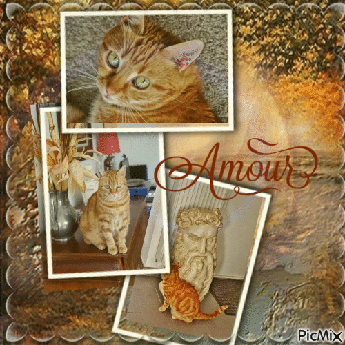 rouquin chat Amour - Ingyenes animált GIF
