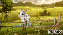 spotted donkey in field - GIF animé gratuit