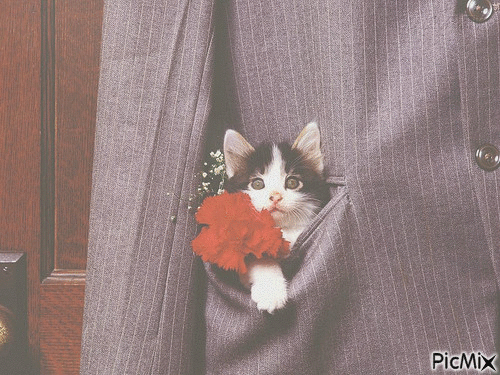 joli chaton dans une poche de veste - Бесплатный анимированный гифка
