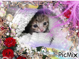 le pt'tit chat a sommeil - GIF animado gratis