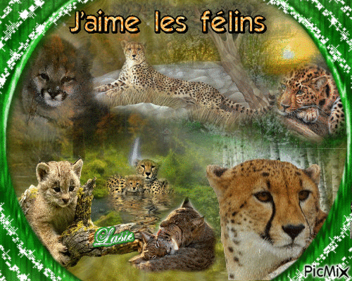 Les Félins ♥♥♥ - Бесплатный анимированный гифка