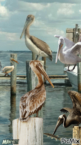 pelicans - Δωρεάν κινούμενο GIF