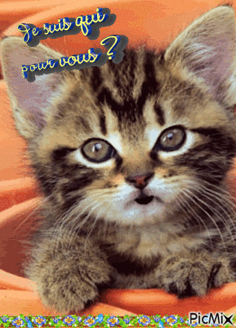 je suis qui pour vous ? - Darmowy animowany GIF