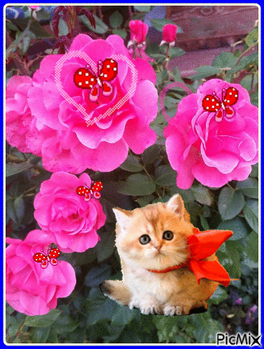 Kotek i róże. - GIF animado grátis