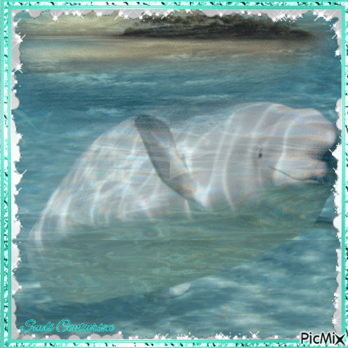 Beluga - Free animated GIF