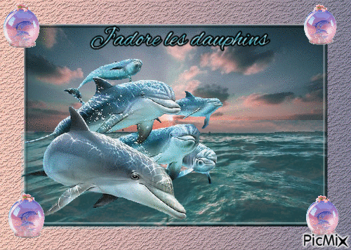 j,adore les dauphins - GIF animé gratuit