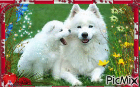 Deux chiens - Free animated GIF