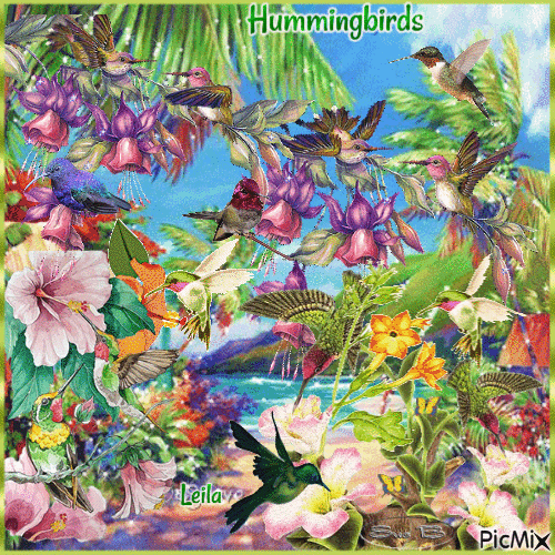 Hummingbirds - Zdarma animovaný GIF