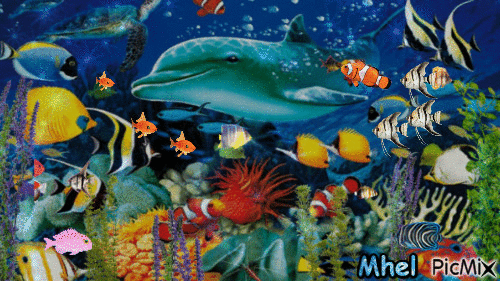 FISHES - Zdarma animovaný GIF
