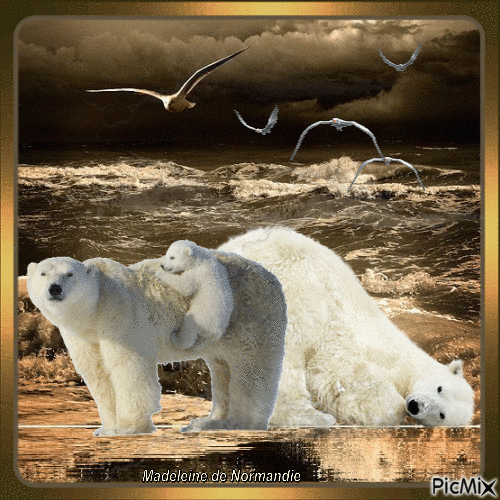 les ours - Darmowy animowany GIF