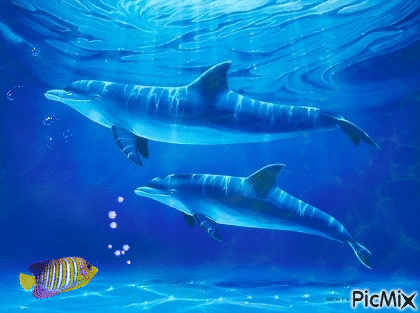 dauphins - Бесплатный анимированный гифка