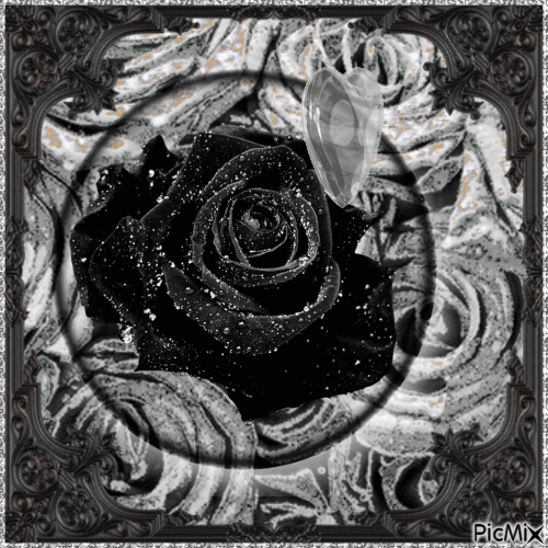 Rose In Bubble, Black and Grey - Free animated GIF