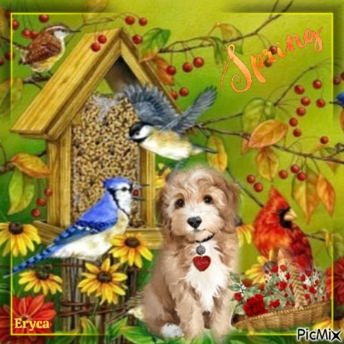 Le petit chien et les oiseaux - zadarmo png