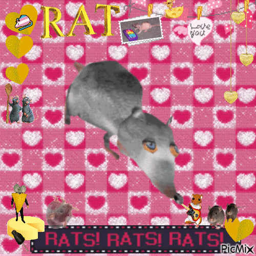 RATS! - Darmowy animowany GIF
