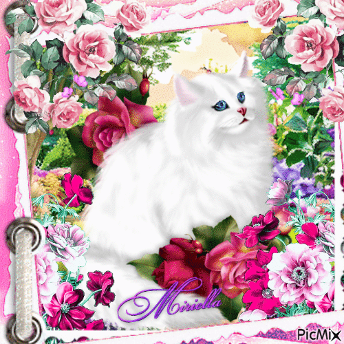 Gif36 Beau  chat  blanc et  fleurs roses - Zdarma animovaný GIF