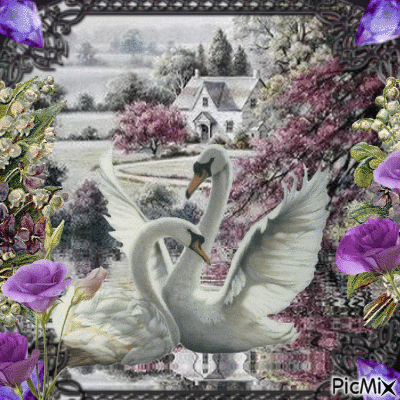 swans - Ingyenes animált GIF