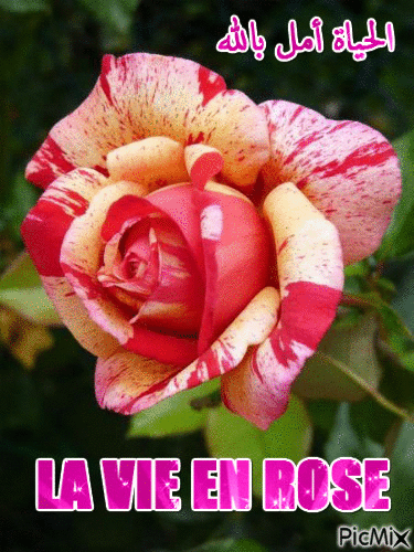 LA VIE EN ROSE - Безплатен анимиран GIF