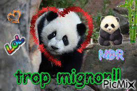 le panda de la jungle - GIF animé gratuit