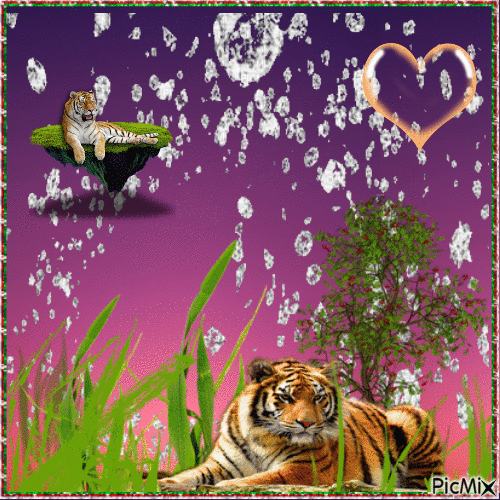 tigris cuki - Zdarma animovaný GIF