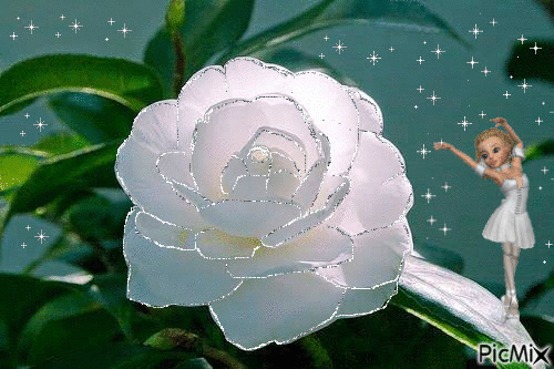 rose blanche - Zdarma animovaný GIF