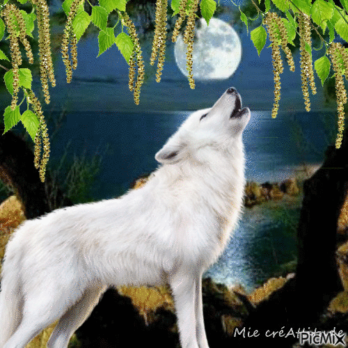 Loup blanc - Nemokamas animacinis gif