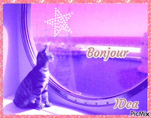 Bonjour les chatons - Бесплатный анимированный гифка