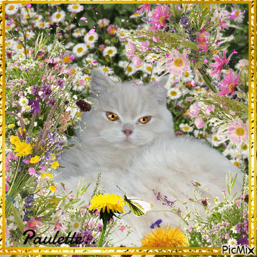 mon chat dans les fleurs - GIF animé gratuit