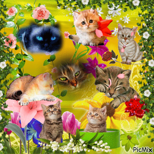 chats et fleurs - Free animated GIF