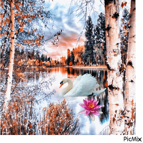 swans - Безплатен анимиран GIF