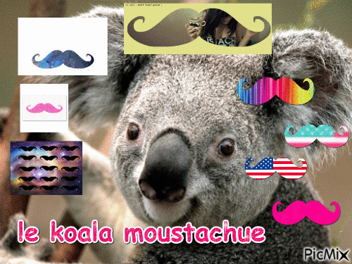 le koala moustachue - GIF animasi gratis
