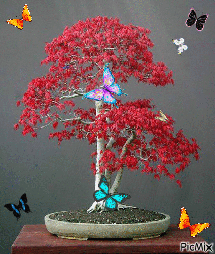 Butterfly Bonsai Tree - Безплатен анимиран GIF