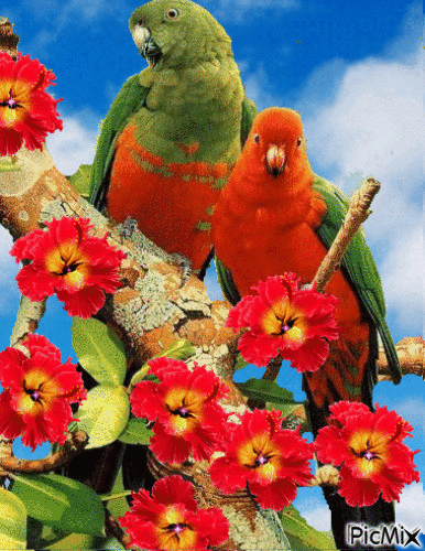 papagali - Besplatni animirani GIF