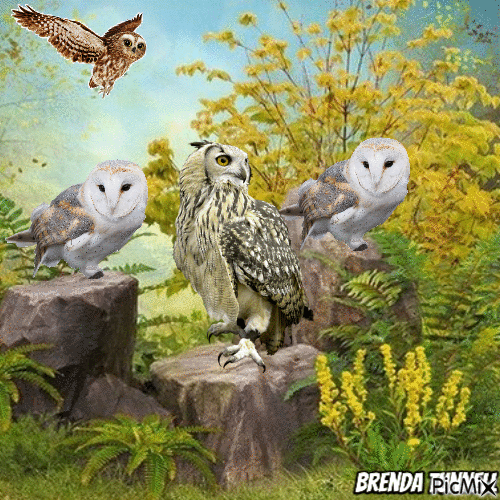 owl - Gratis animeret GIF