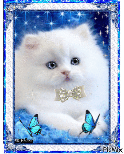 A little cute white cat. - Gratis geanimeerde GIF