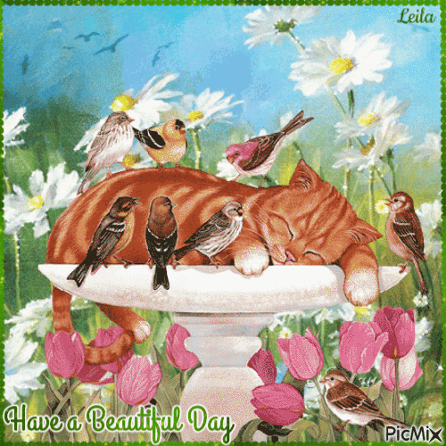 Have a Beautiful Day. Cat and birds - GIF animado grátis