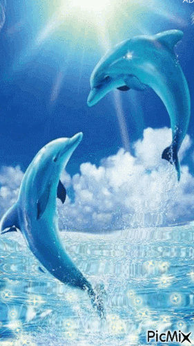 gentil dauphins - Δωρεάν κινούμενο GIF