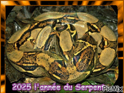 2025 l'année du Serpent - Бесплатный анимированный гифка